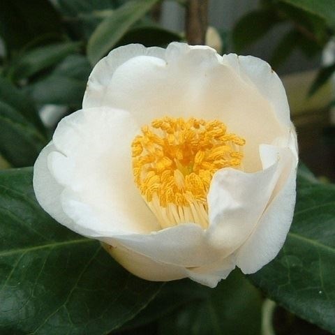 花木 ツバキ 茶花系一重 白玉 1株