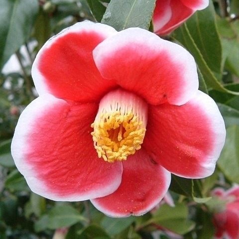 花木 ツバキ 茶花系一重 玉の浦 1株