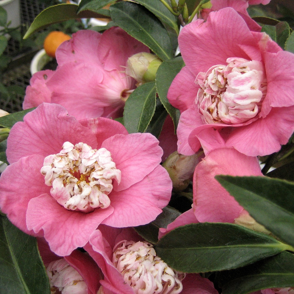 花木 ツバキ 茶花系一重 桃色卜伴 1株