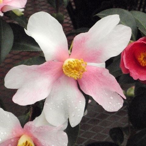 花木 ツバキ 茶花系一重 夢 1株
