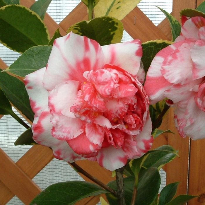 花木 ツバキ 銘花 太神楽 1株
