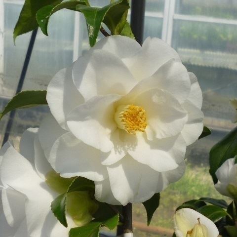 花木 ツバキ 銘花 白羽衣 1株