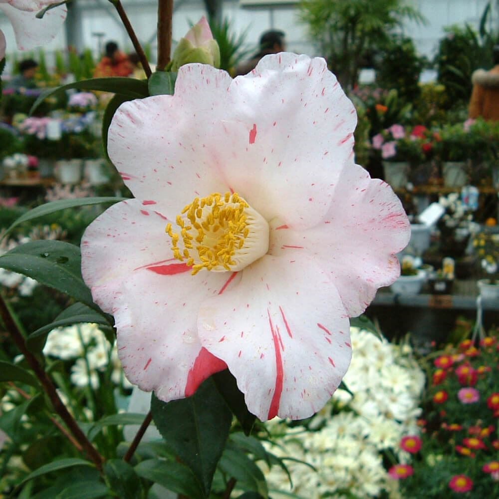 花木 ツバキ 銘花 燕返し  1株