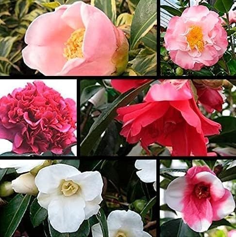 花木 ツバキ 椿苗お楽しみ福袋 3株