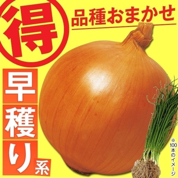 玉ねぎ苗 品種おまかせ 早穫り玉ねぎ