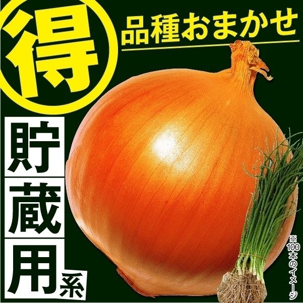玉ねぎ苗 品種おまかせ 貯蔵用玉ねぎ