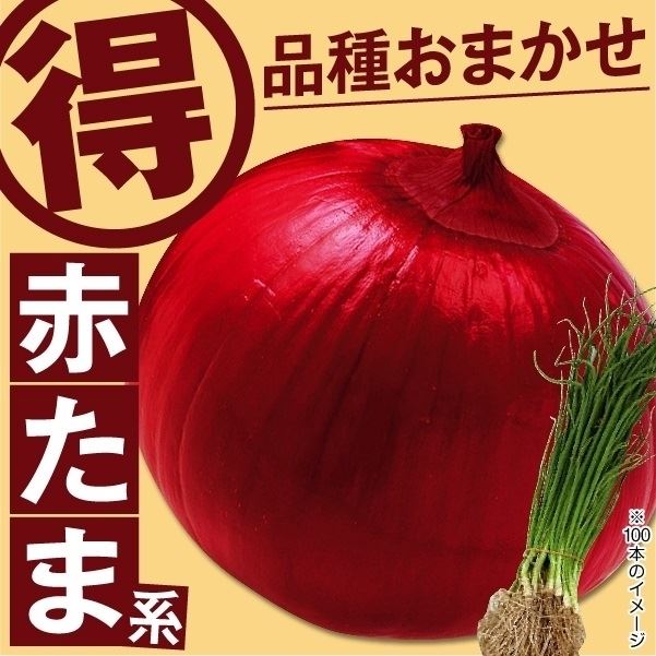 玉ねぎ苗 品種おまかせ 赤玉ねぎ