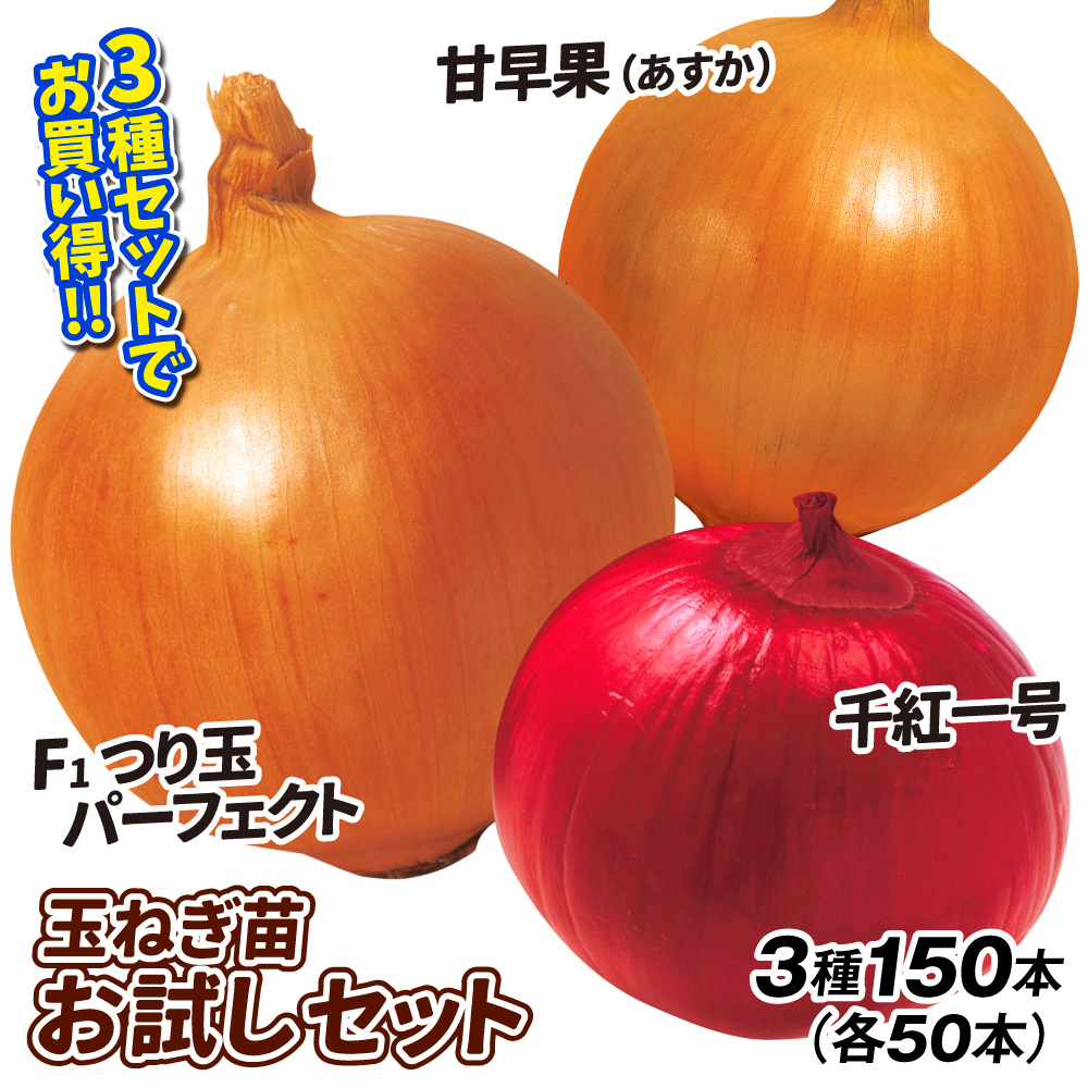 玉ねぎ苗 玉葱苗お試しセット 3種150本 送料無料