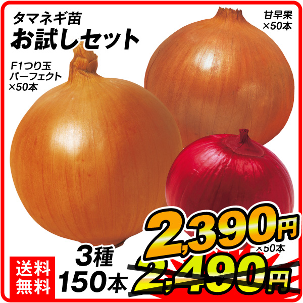 玉葱苗お試しセット