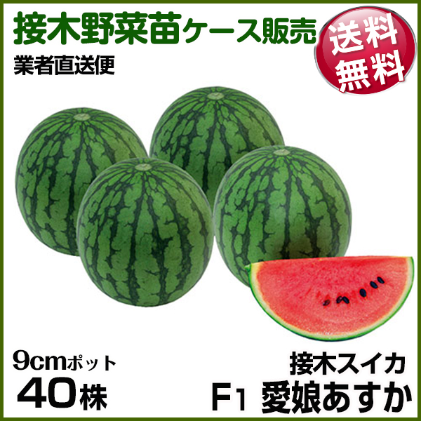 野菜苗ケース販売 スイカ 接木F1愛娘あすか 6月発送 1ケース(40株入) 送料無料 /業者直送便