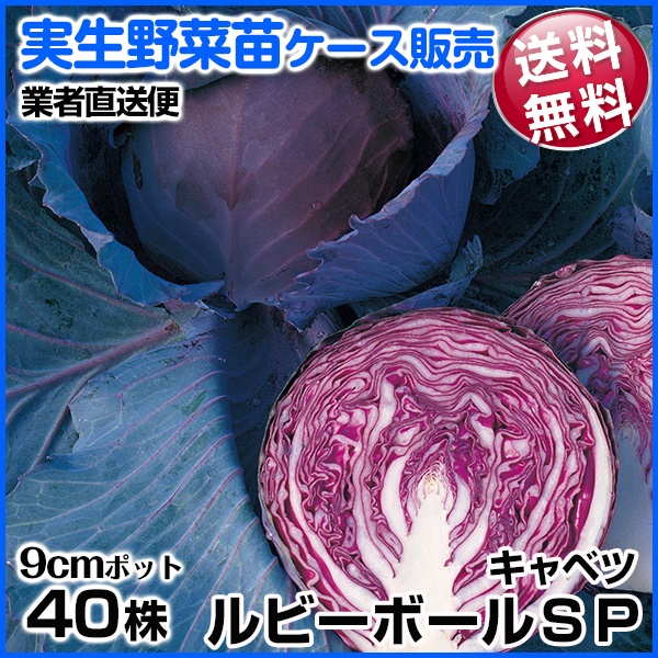 実生野菜苗 キャベツ ルビーボールSP 8月発送 1ケース(40株入) 送料無料 /業者直送便