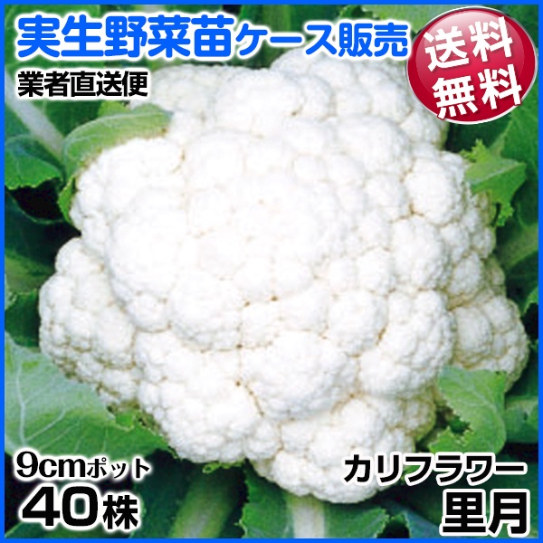 実生野菜苗 カリフラワー 里月 8月発送 1ケース(40株入) 送料無料 /業者直送便