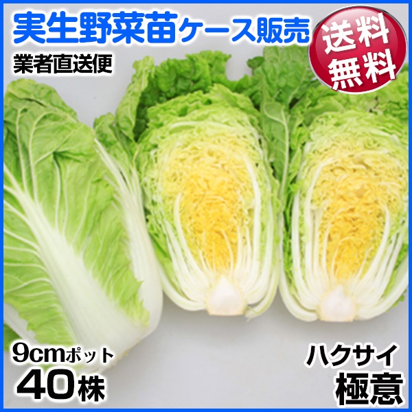 実生野菜苗 ハクサイ 極意 8月発送 1ケース(40株入) 送料無料 /業者直送便