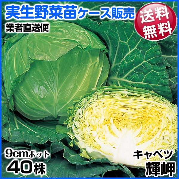 実生野菜苗 キャベツ 輝岬 9月発送 1ケース(40株入) 送料無料 /業者直送便
