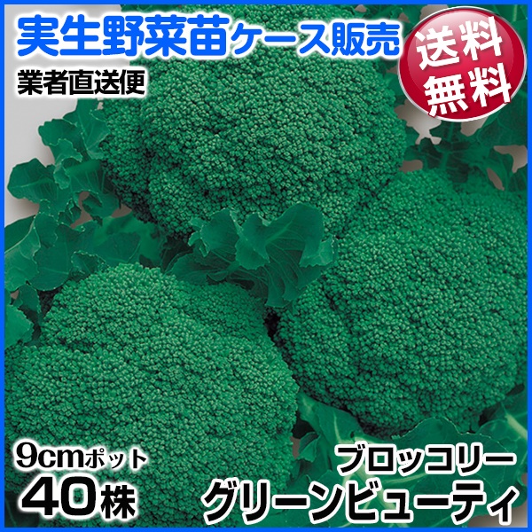 実生野菜苗 ブロッコリー グリーンビューティ 9月発送 1ケース(40株入) 送料無料 /業者直送便