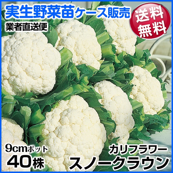 実生野菜苗 カリフラワー スノークラウン 9月発送 1ケース(40株入) 送料無料 /業者直送便