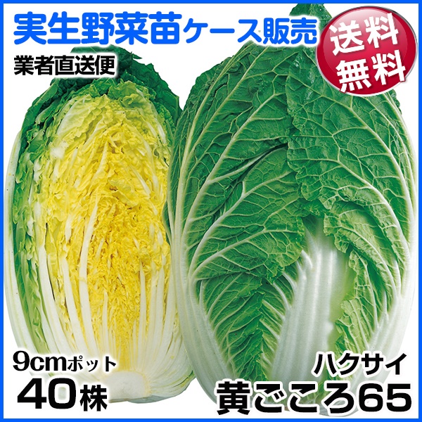実生野菜苗 ハクサイ 黄ごころ65 9月発送 1ケース(40株入) 送料無料 /業者直送便