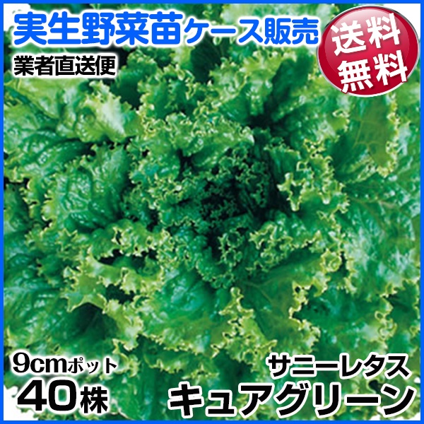 実生野菜苗 サニーレタス(青） キュアグリーン 9月発送 1ケース(40株入) 送料無料 /業者直送便