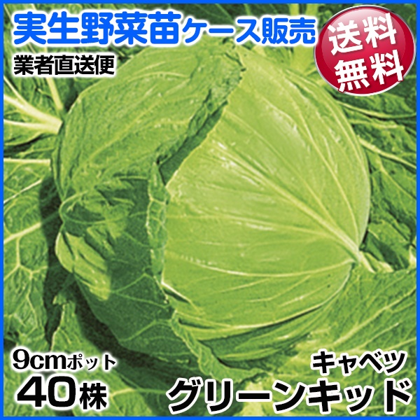 実生野菜苗 キャベツ グリーンキッド 10月発送 1ケース(40株入) 送料無料 /業者直送便