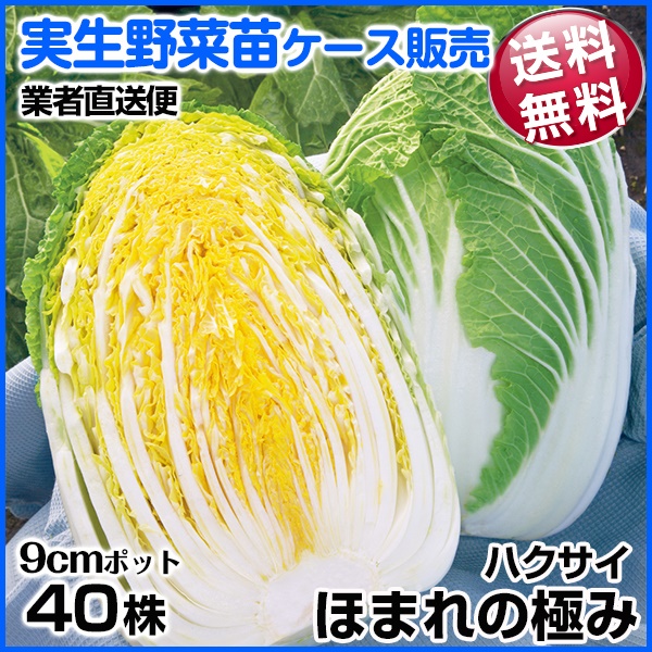 実生野菜苗 ハクサイ ほまれの極み 10月発送 1ケース(40株入) 送料無料 /業者直送便
