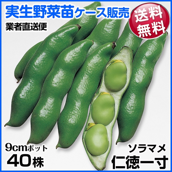 実生野菜苗 ソラマメ 仁徳一寸 1ケース(40株入) 送料無料 /業者直送便