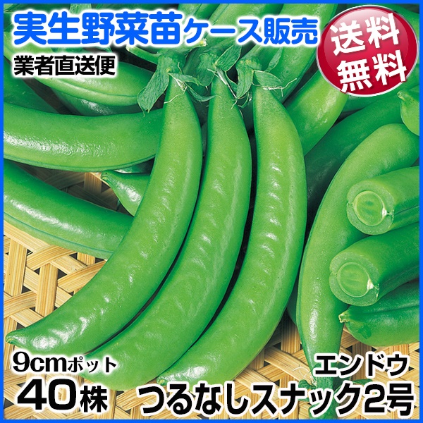 実生野菜苗 エンドウ つるなしスナック2号 1ケース(40株入) 送料無料 /業者直送便