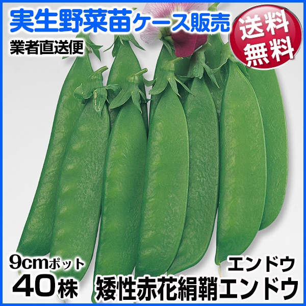 実生野菜苗 絹莢エンドウ 矮性赤花絹莢 1ケース(40株入) 送料無料 /業者直送便