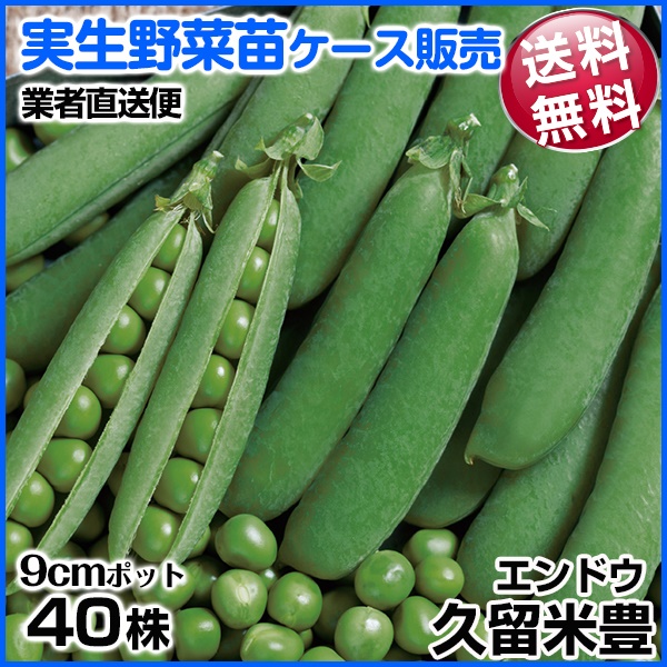 実生野菜苗 エンドウ 久留米豊 1ケース(40株入) 送料無料 /業者直送便
