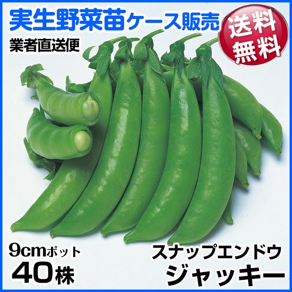 実生野菜苗 スナップエンドウ ジャッキー 1ケース(40株入) 送料無料 /業者直送便