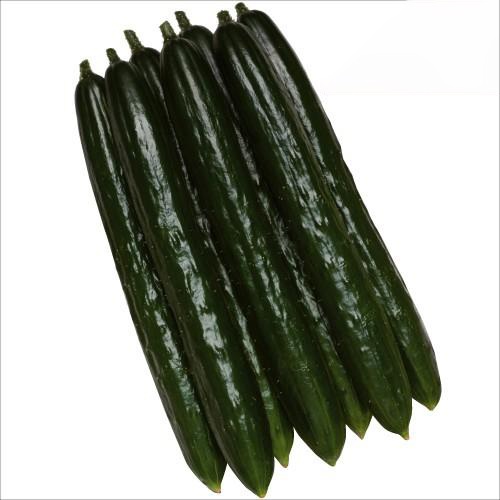接木野菜苗 キュウリ 接木Vアーチ