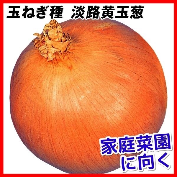 種 野菜たね タマネギ 淡路黄玉葱 1袋（5ml）