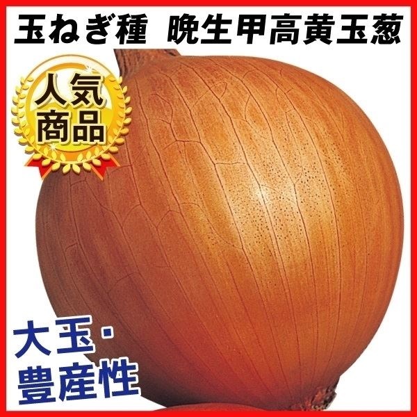 種 野菜たね タマネギ 晩生甲高黄玉葱 1袋（5ml）