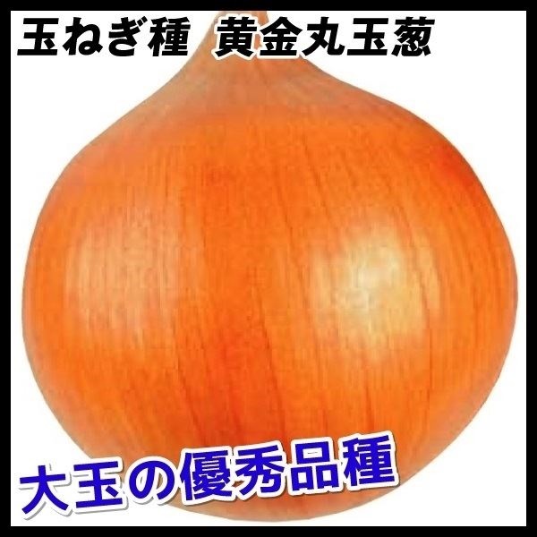 種 野菜たね タマネギ 黄金丸玉葱 1袋（3ml）