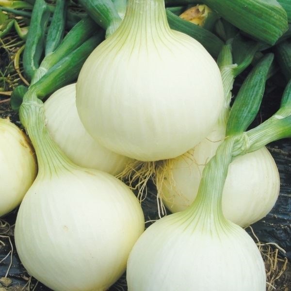 種 野菜たね タマネギ 春の郷 1袋（3ml）