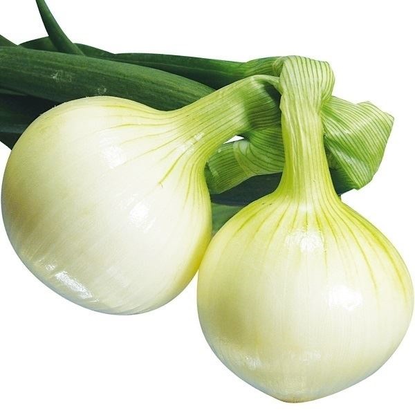 種 野菜たね タマネギ F1ニューケンゾウ 1袋（2ml）