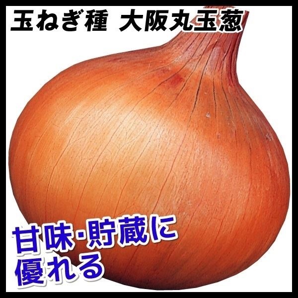 種 野菜たね タマネギ 大阪丸玉葱 1袋（5ml）