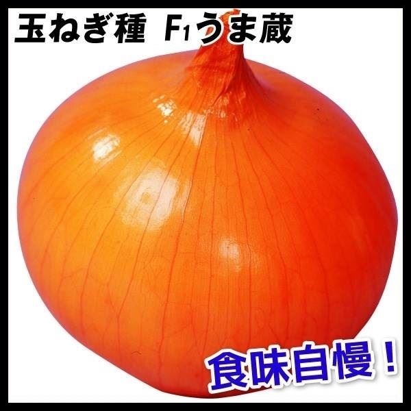 種 野菜たね タマネギ F1うま蔵 1袋（2ml）