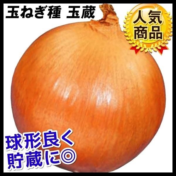 種 野菜たね タマネギ 玉蔵 1袋（3ml）