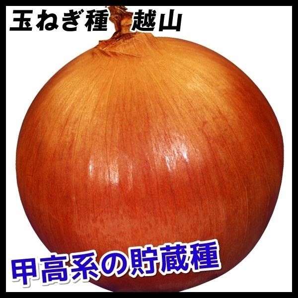 種 野菜たね タマネギ 越山 1袋（3ml）