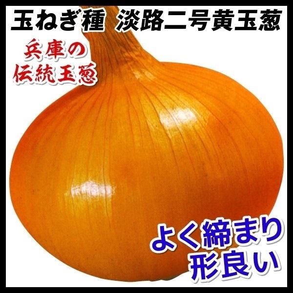種 野菜たね タマネギ 淡路二号黄玉葱 1袋（3ml）