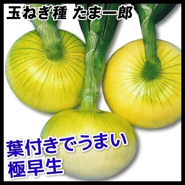 種 野菜たね タマネギ たま一郎 1袋（2ml）