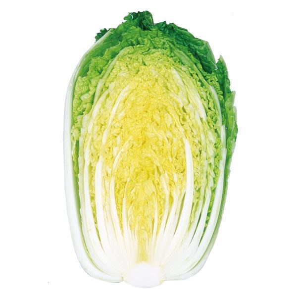 種 野菜たね ハクサイ F1黄芯60日白菜 1袋（2ml）