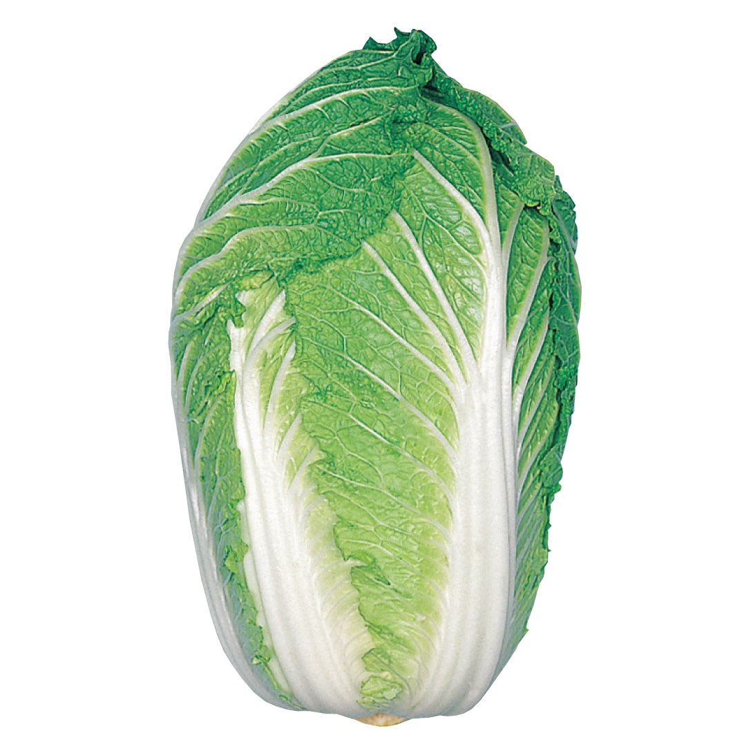 種 野菜たね ハクサイ F1改良冬蔵 1袋（3ml）