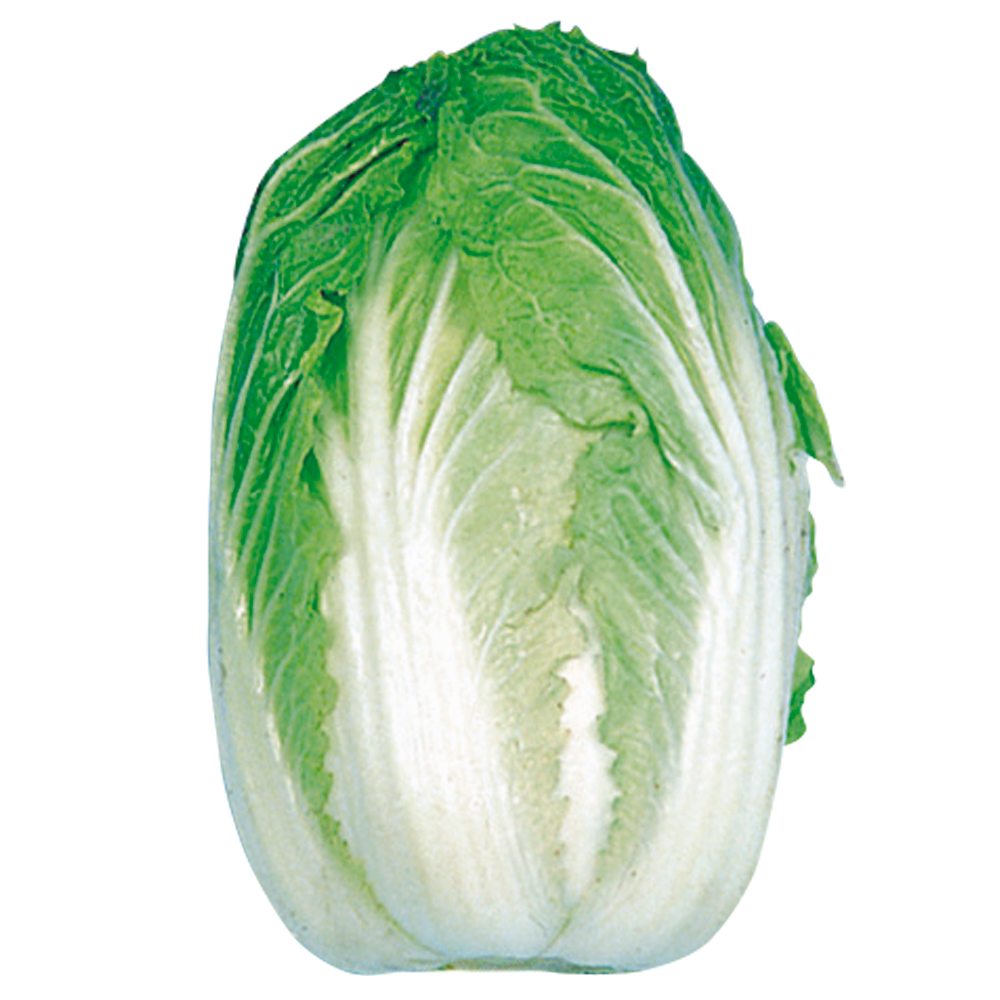 種 野菜たね ハクサイ 京都三号白菜 1袋（5ml）