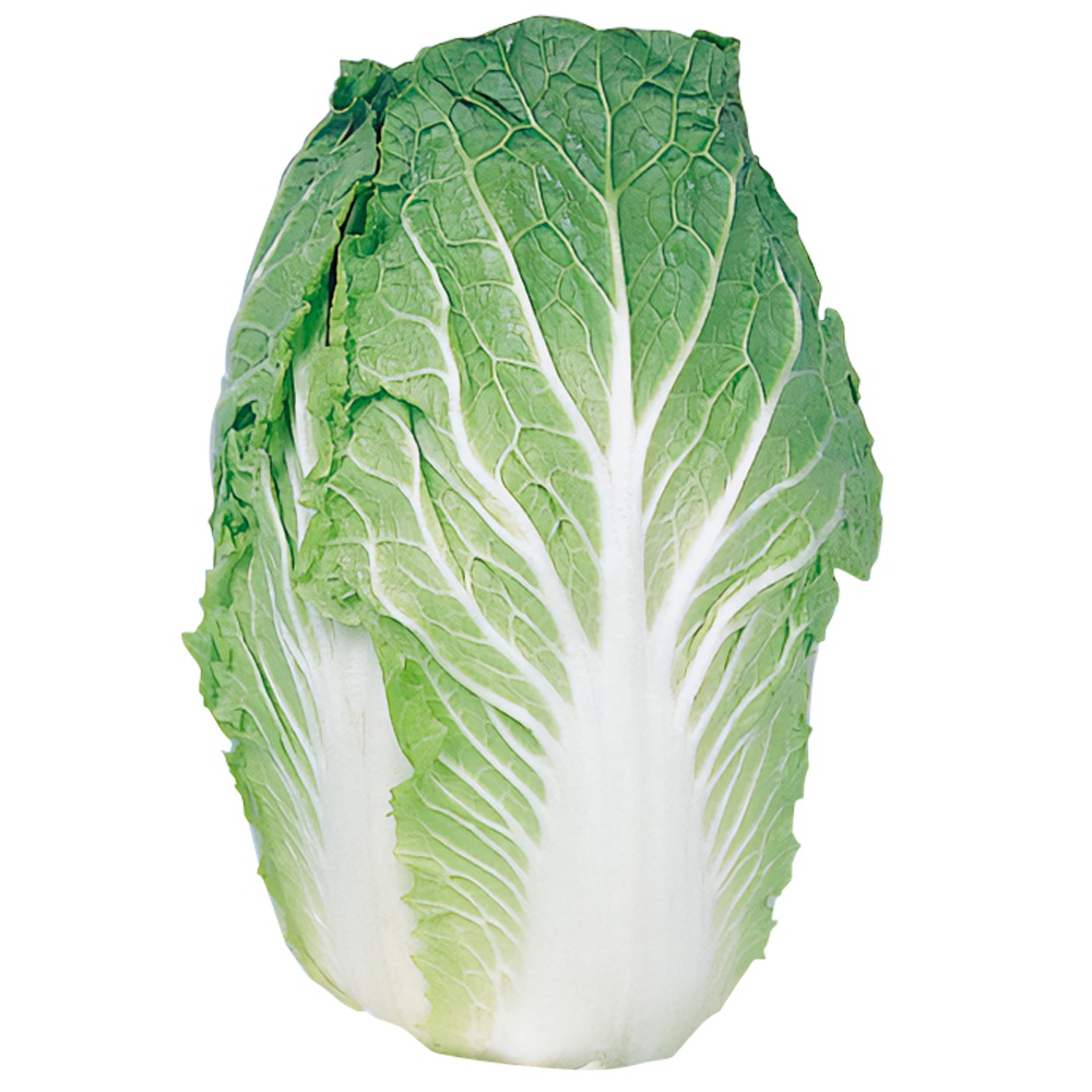 種 野菜たね ハクサイ 野崎白菜 1袋（5ml）