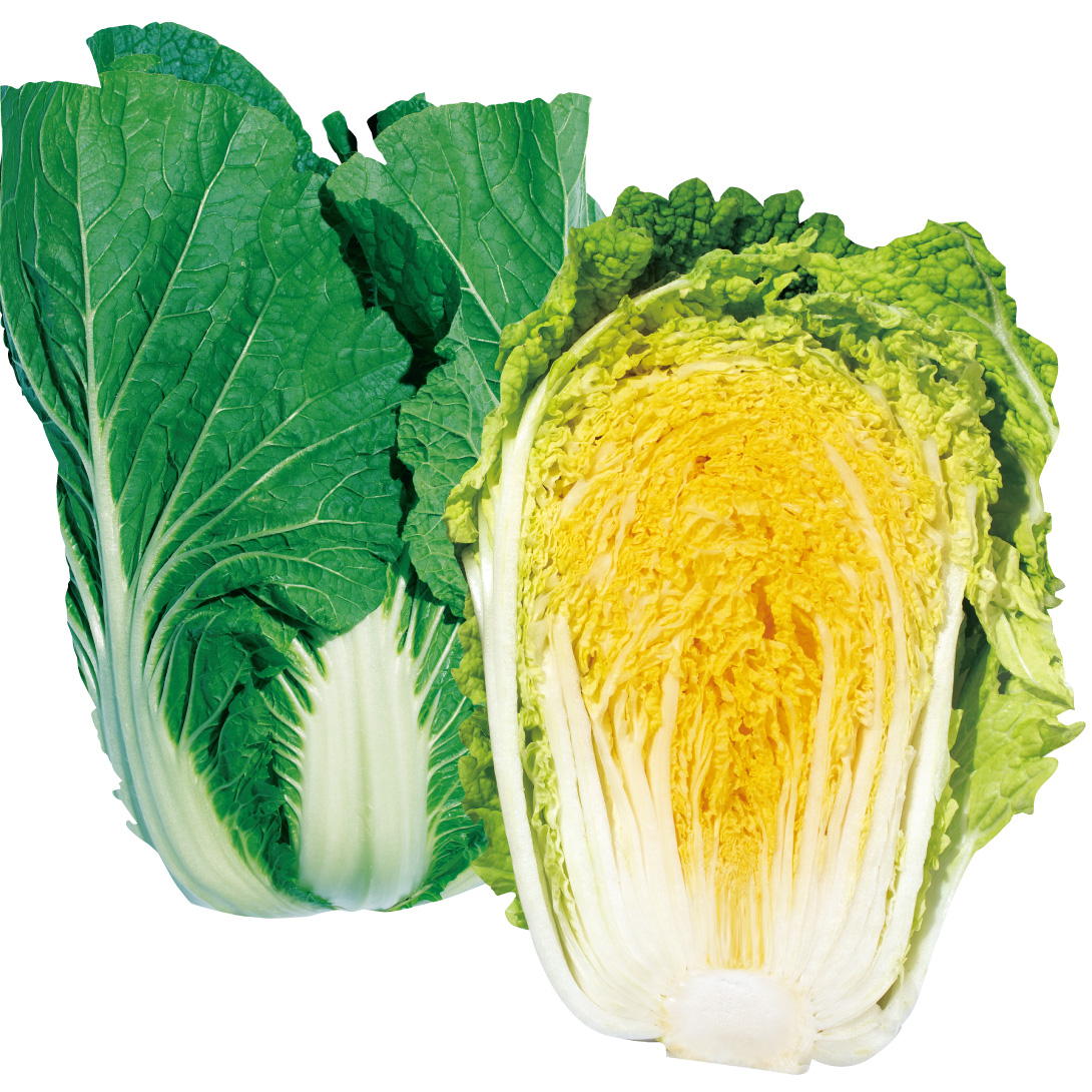 種 野菜たね ハクサイ F1食べ切りぎっしり白菜 1袋（2ml）