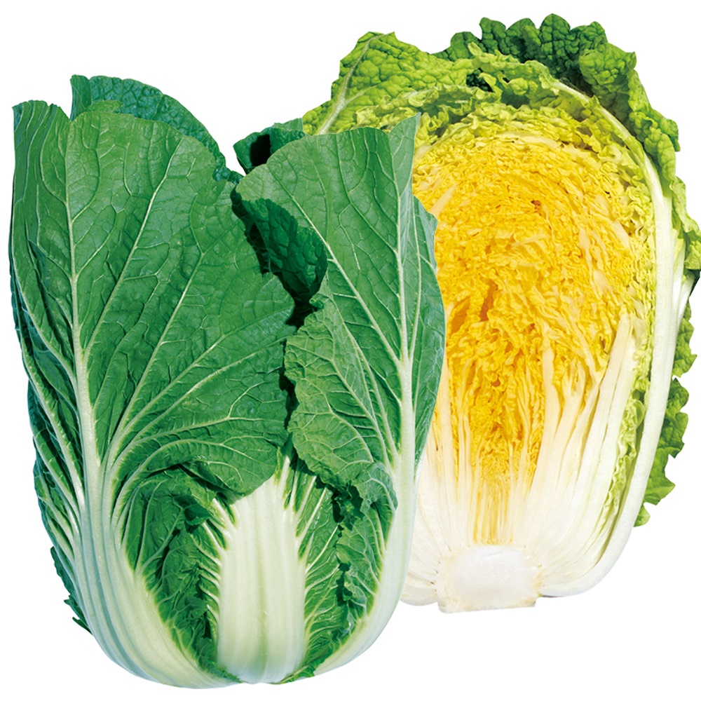 種 野菜たね ハクサイ F1大型黄芯白菜 1袋（2ml）