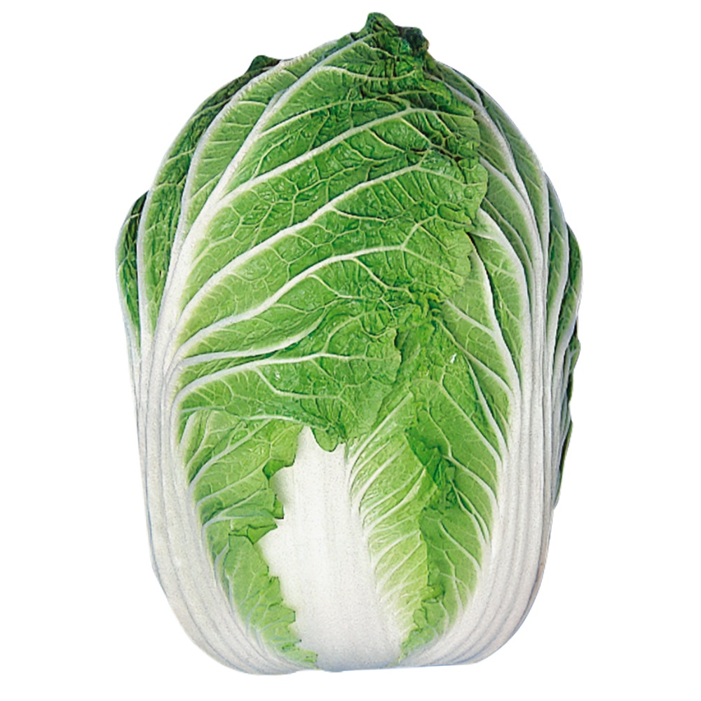 種 野菜たね ハクサイ 宮城白菜 1袋（3ml）