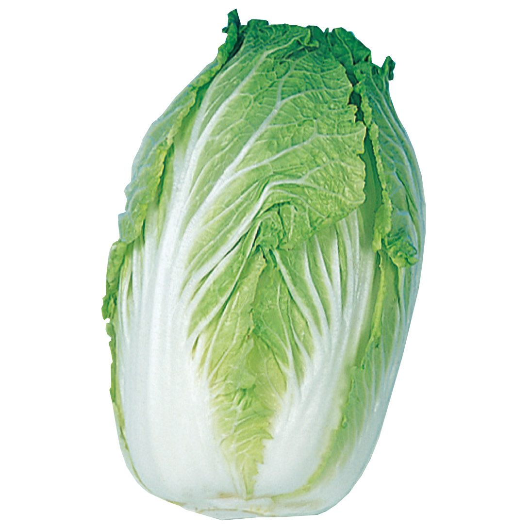 種 野菜たね ハクサイ 加賀結球白菜 1袋（5ml）