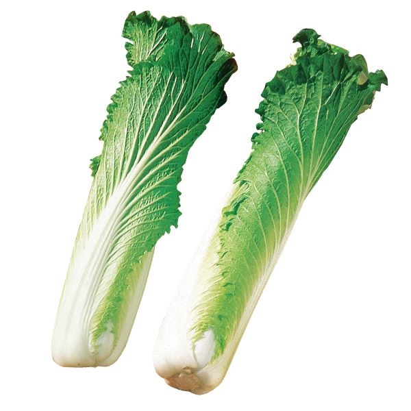 種 野菜たね ハクサイ タケノコ白菜 1袋（10ml）